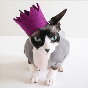 NIB MODERNBEAST Party Beast Crown for Pets Purple